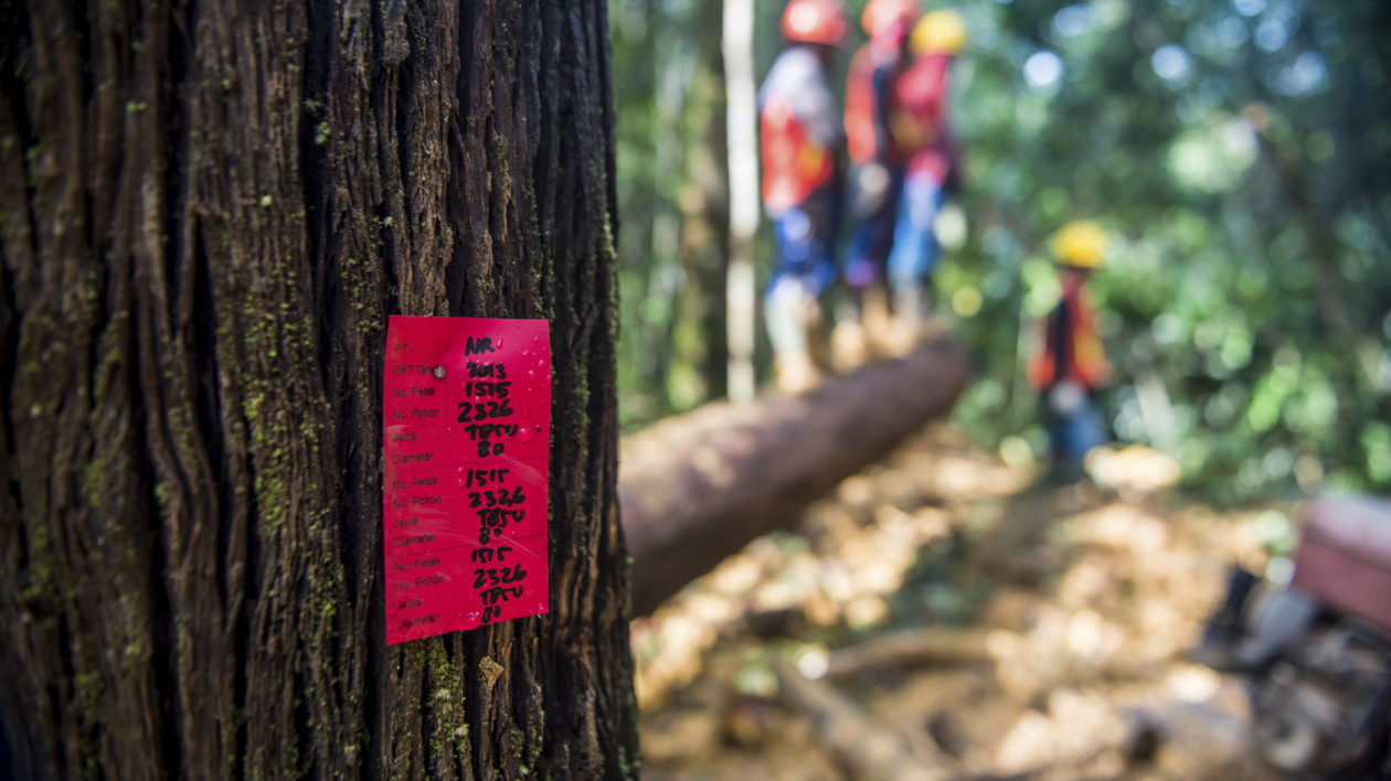 East Kalimantan, Indonesia. Photo © Nick Hall / TNC