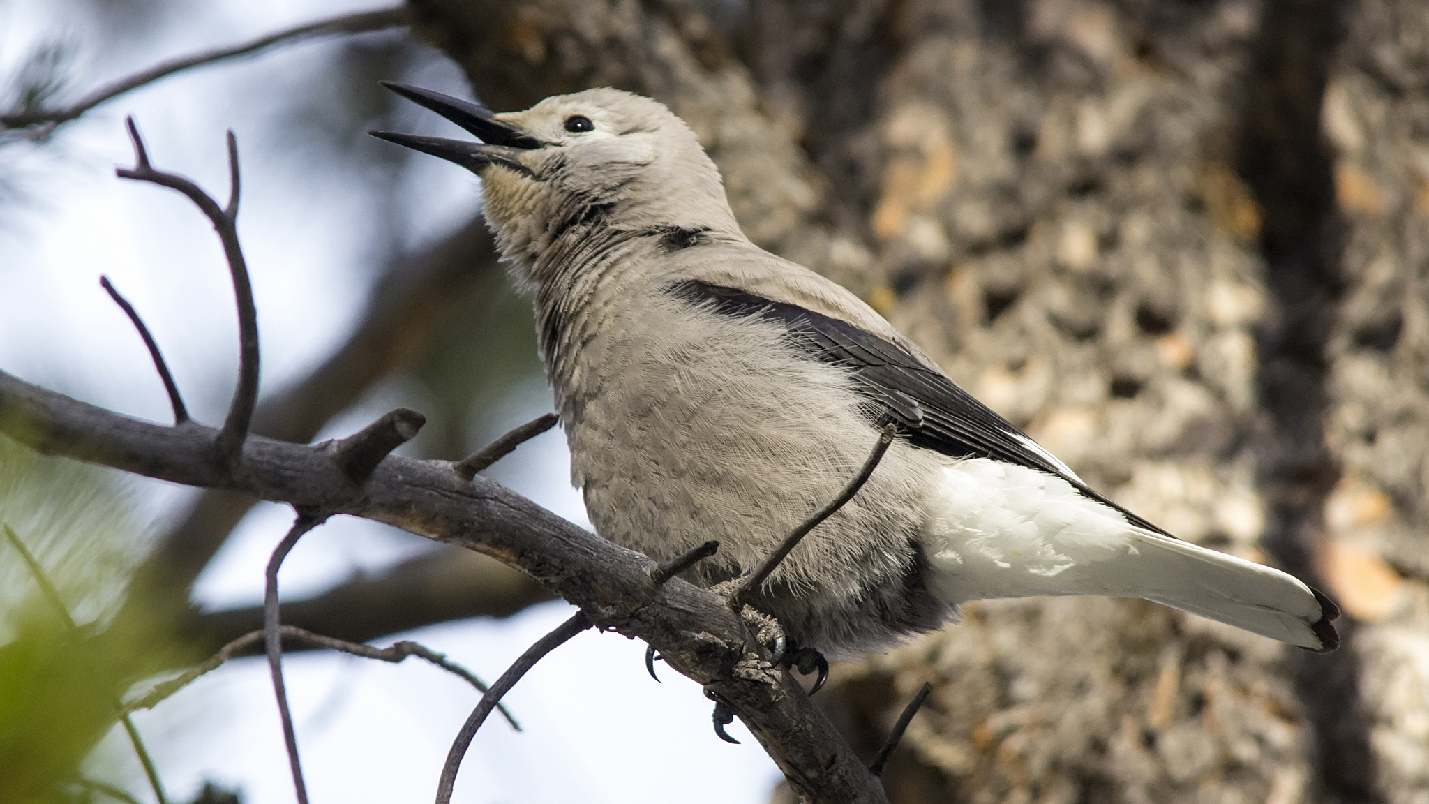 Clark's Nutcracker. Photo © Daniel Arndt/Flickr