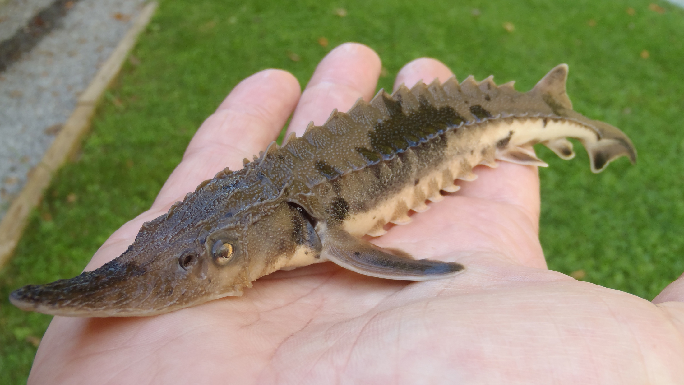 Saving Lake Sturgeon, an Ancient Fish with a Bright Future