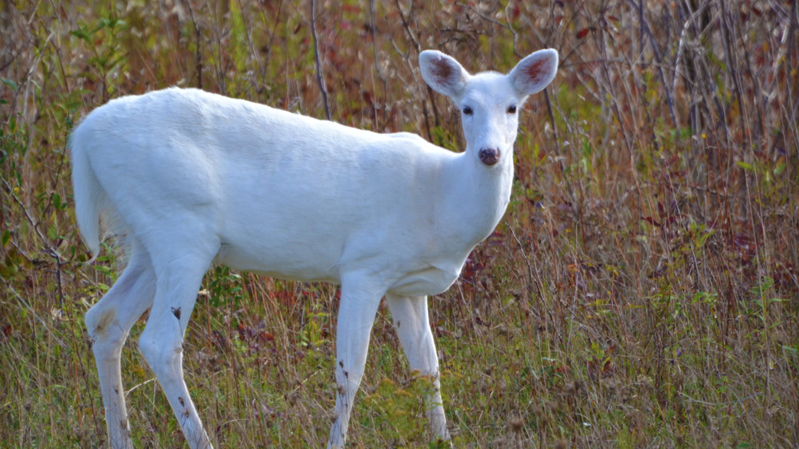 White Deer: Understanding a Common Animal of Uncommon Color - Cool Green  Science