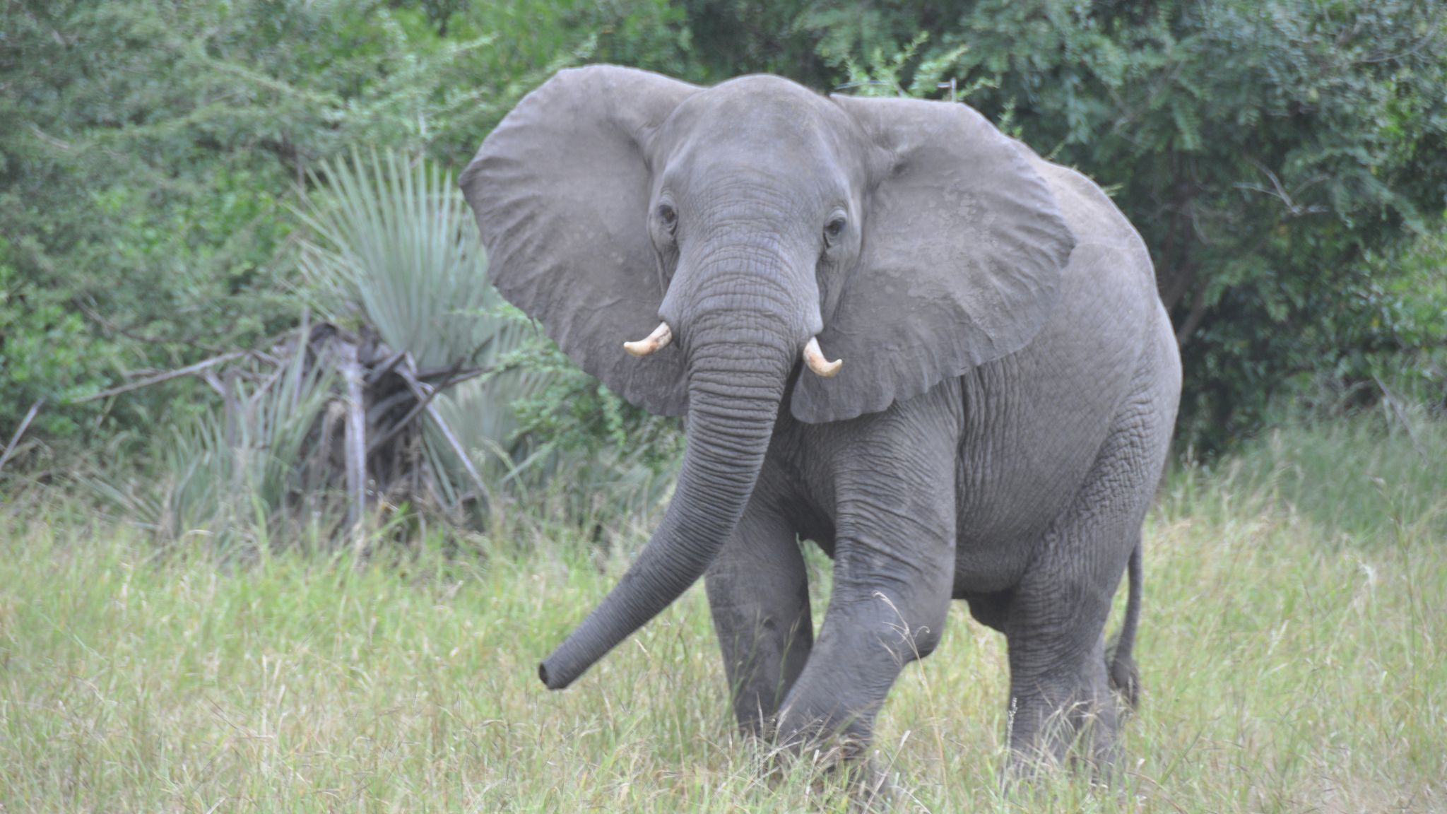 An elephant in Gorongosa National Park. Photo © USAID Mozambique / Flickr through a Creative Commons license