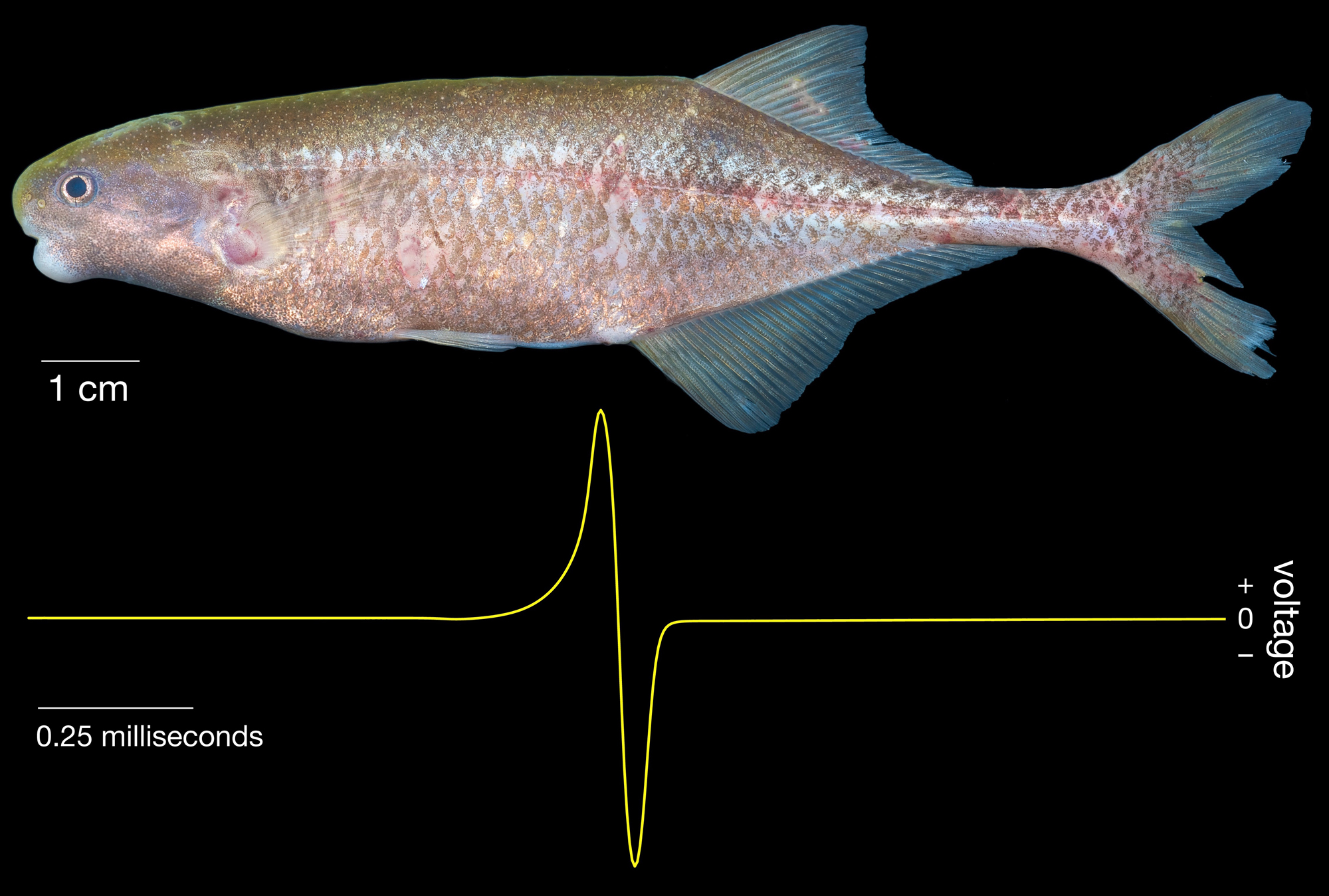 Photograph of live Cryptomyrus ogoouensis holotype specimen from the Ogooué River in Gabon, Africa above its electric organ discharge waveform. Photo © John P. Sullivan