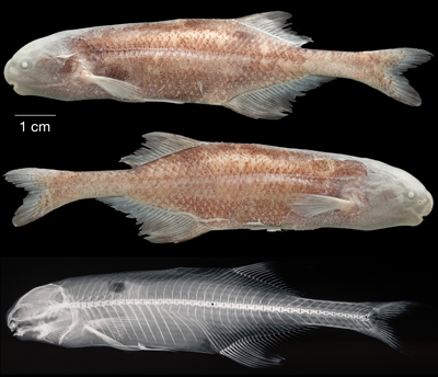 Photograph of preserved specimen of Cryptomyrus ona from the Mabounié River in Gabon, Africa (left view and right view) above x-ray image of specimen. Photo © John P. Sullivan