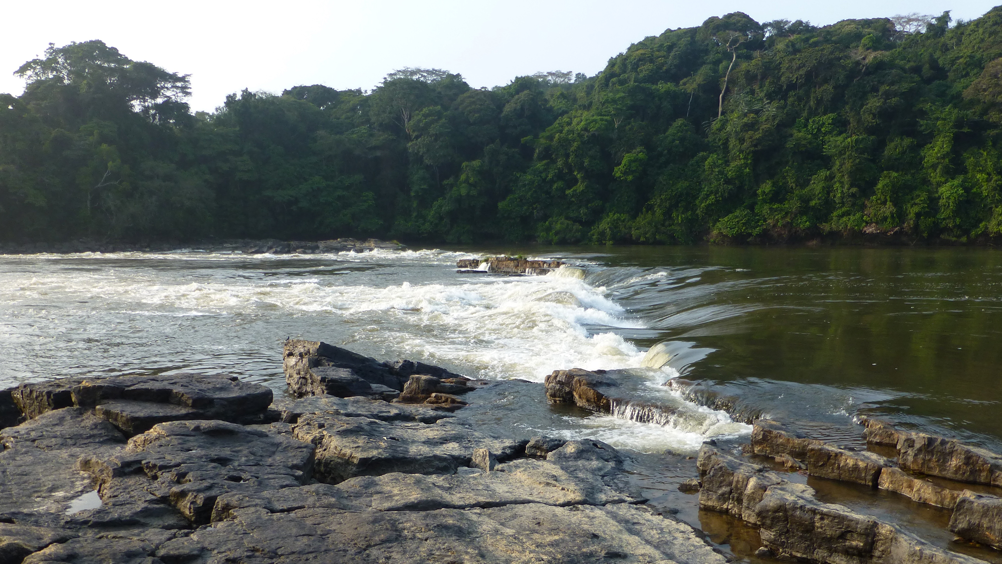 Doumé Falls on the Ogooué River of Gabon, collection site of Cryptomyrus ogoouensis. Photo © John P. Sullivan