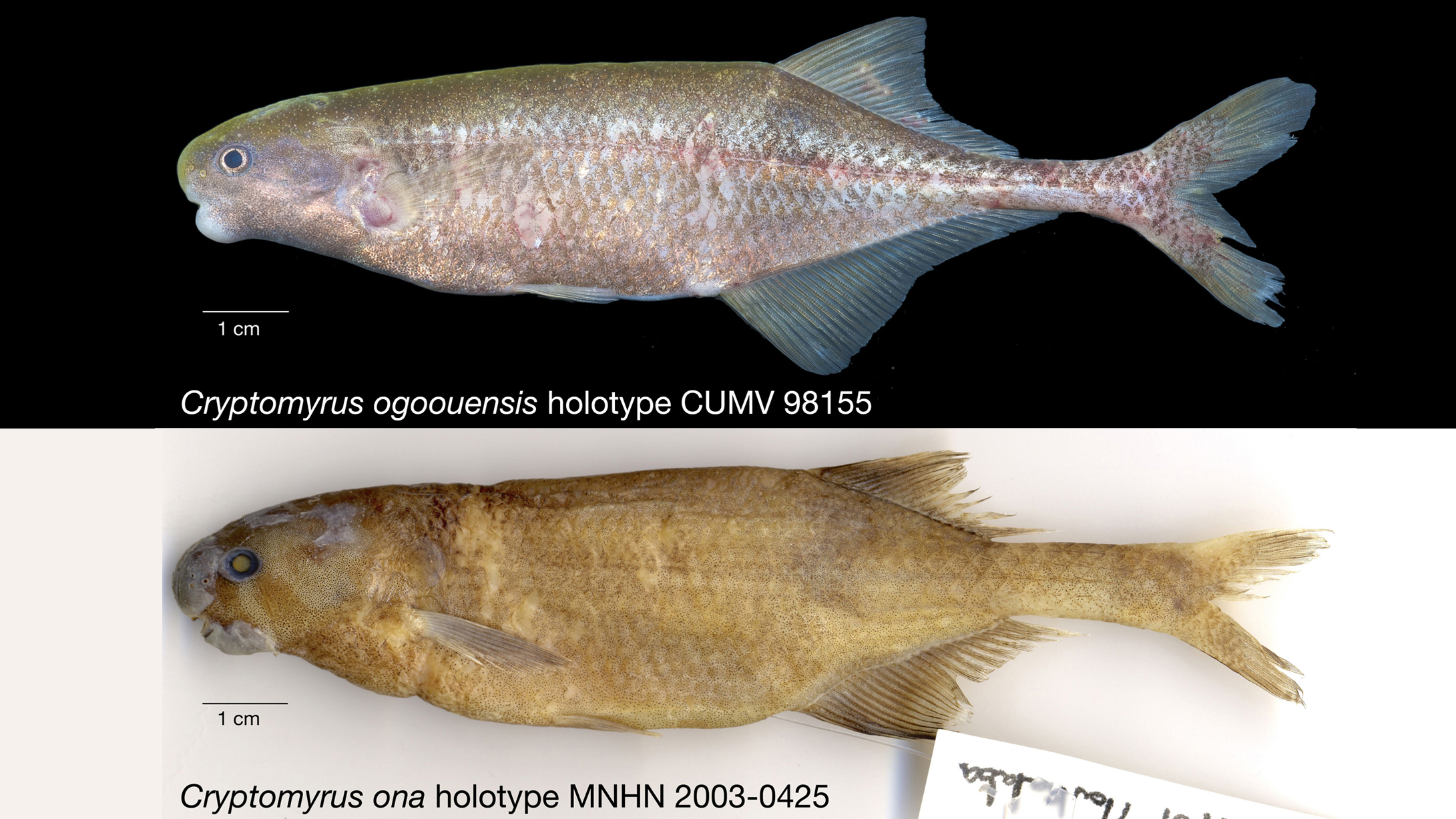 They're Electric: Two New Fish Species Discovered in Gabon - Cool