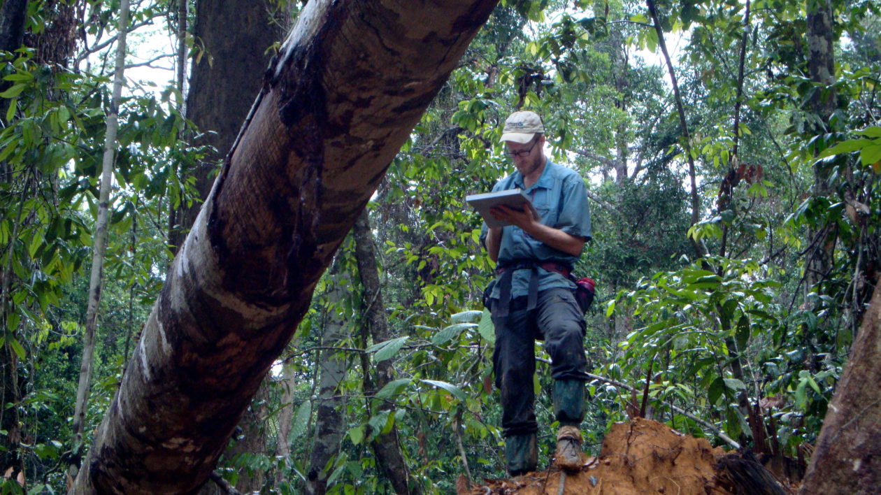 Conservancy scientist Peter Ellis notes the amount of sub-canopy collateral damage incurred from logging in 2011. Photo © Jamie Halperin