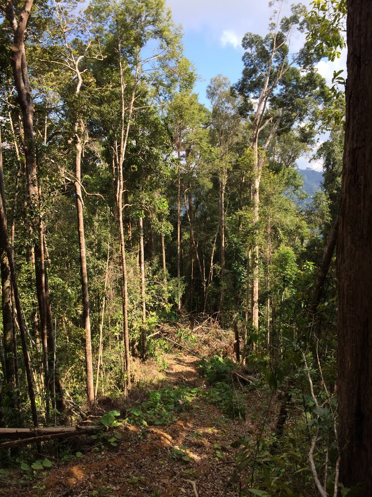 Logging damage in a recently harvested Bornean forest. Notice that the majority of the forest canopy remains intact. Photo © Peter Ellis / TNC