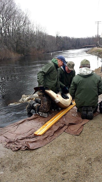 Kendall Kamke (DNR fisheires supervisor) and Ryan Koenigs processing a lake sturgeon handled at Bamboo Bend (Shiocton) during the 2014 spawning run on the Wolf River. Photo courtesy of Wisconsin DNR 