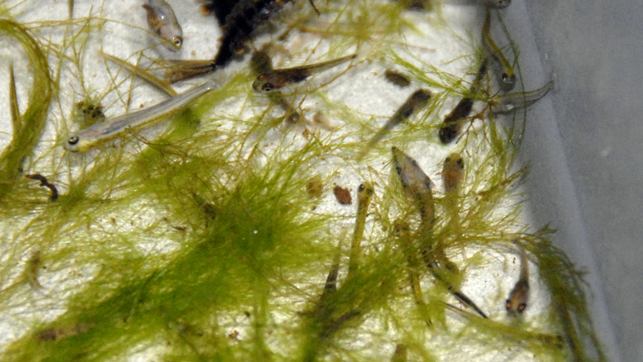 A sample of larval fish, including a lake sturgeon captured by Fond du Lac Natural Resources staff during larval drift netting. Photo © Brian Borkholder