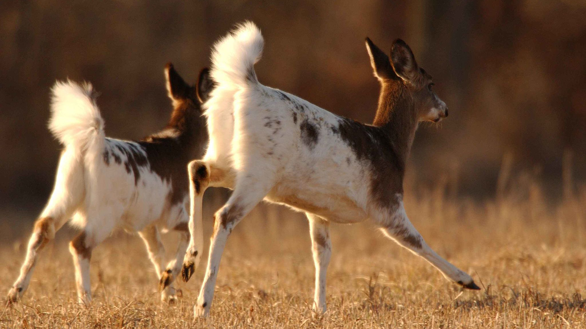 Piebald whitetail deer. By U.S. Fish and Wildlife Service [Public domain], via Wikimedia Commons