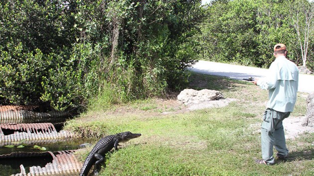 Five Close Encounters of the Crocodilian Kind - Cool Green Science