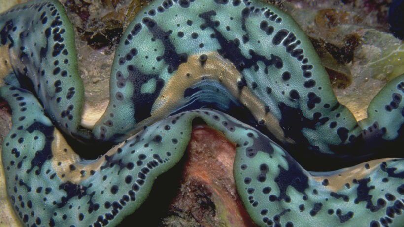 Pacific giant clam © Nancy Sefton