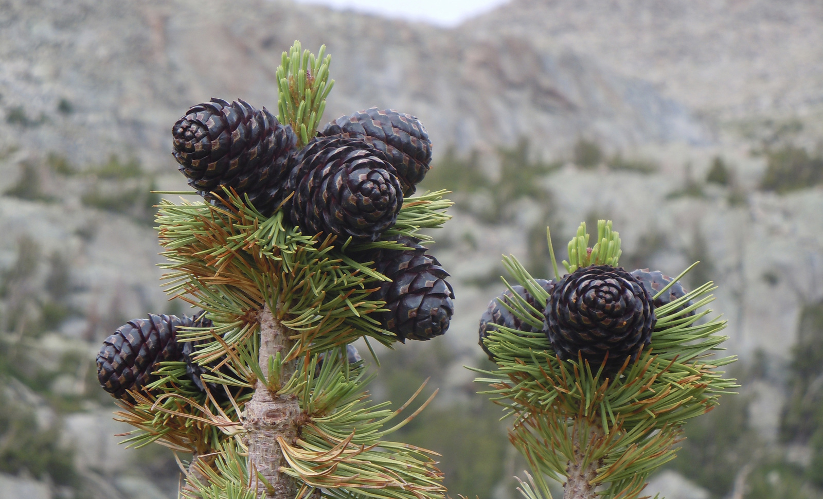 Whitebark pine cones in the Wind River Mountains. Photo © Amy Pocewicz