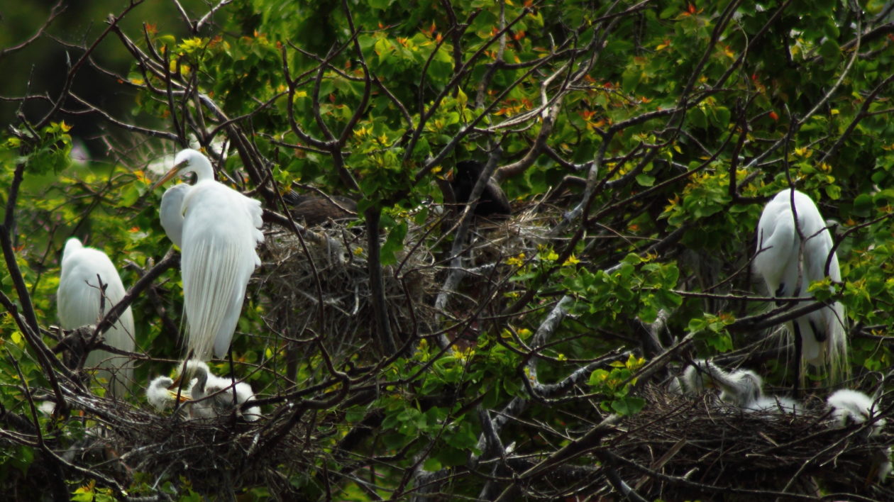 A wading bird colony in Texas. Photo © A Yee / Flickr