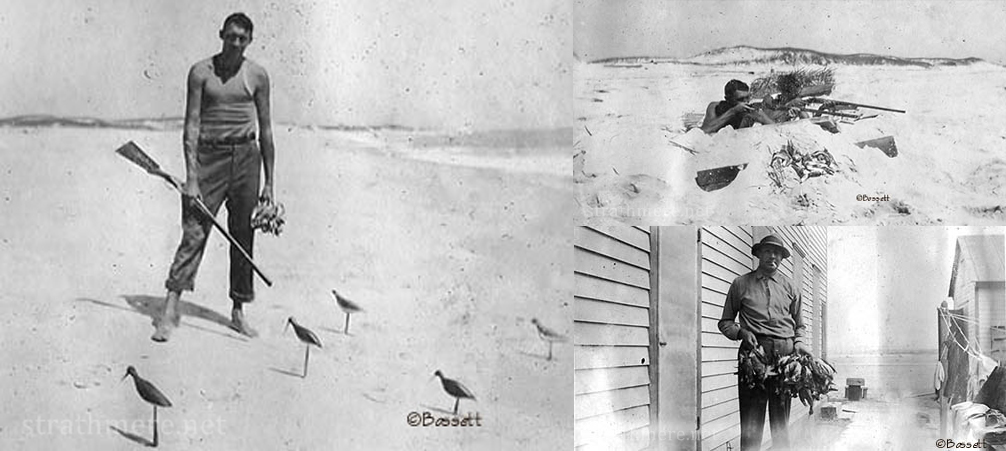 A collage of shorebird hunting photos. All photos © Bossett available on Strathmere.net