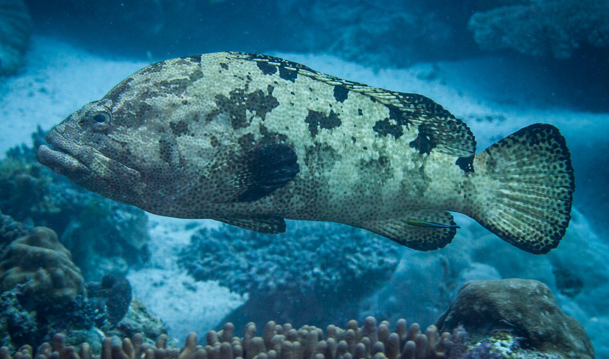 A brown-marbled grouper. Photo © Mark Priest