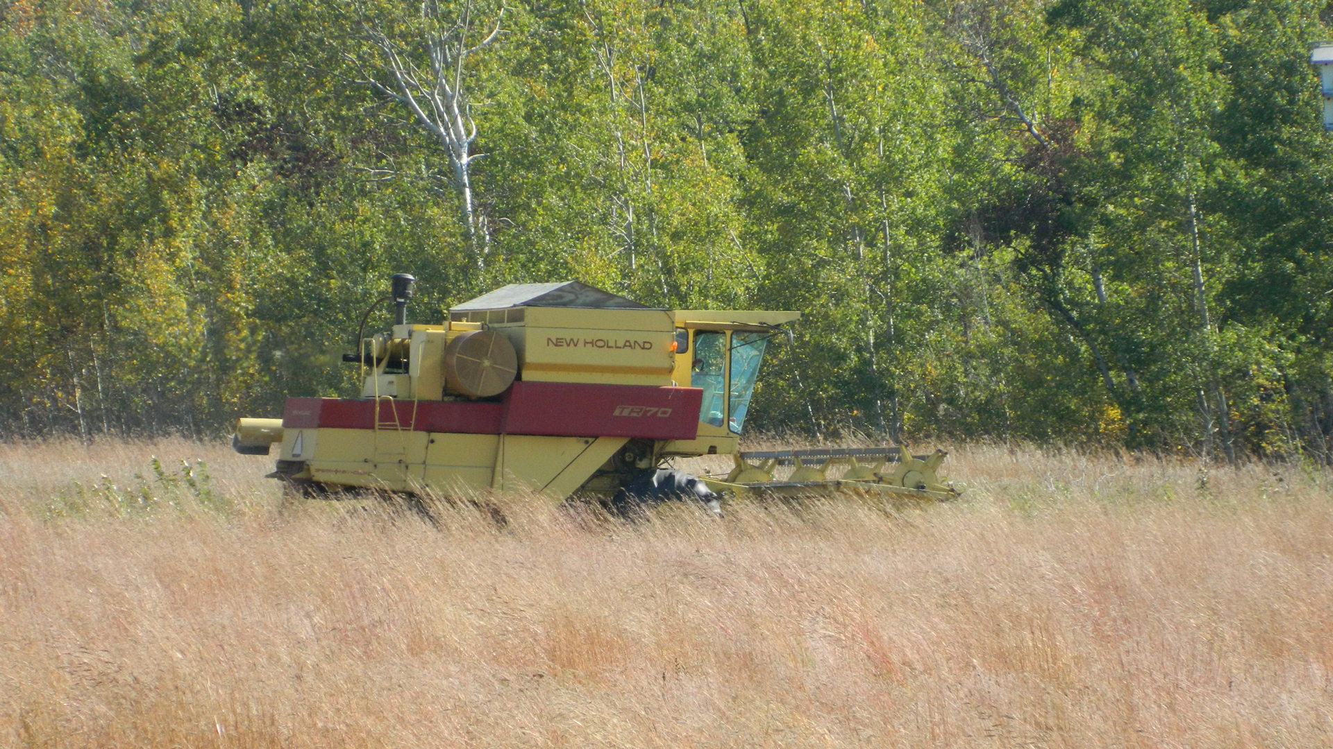 A combine harvesting prairie seed for planting. Grasses and some late blooming flowers are effectively harvested this way, but are often missing the full diversity of plants needed in a seed mix. Photo © Jonathan Eerkes