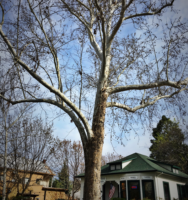 London plane tree © Greg Golet