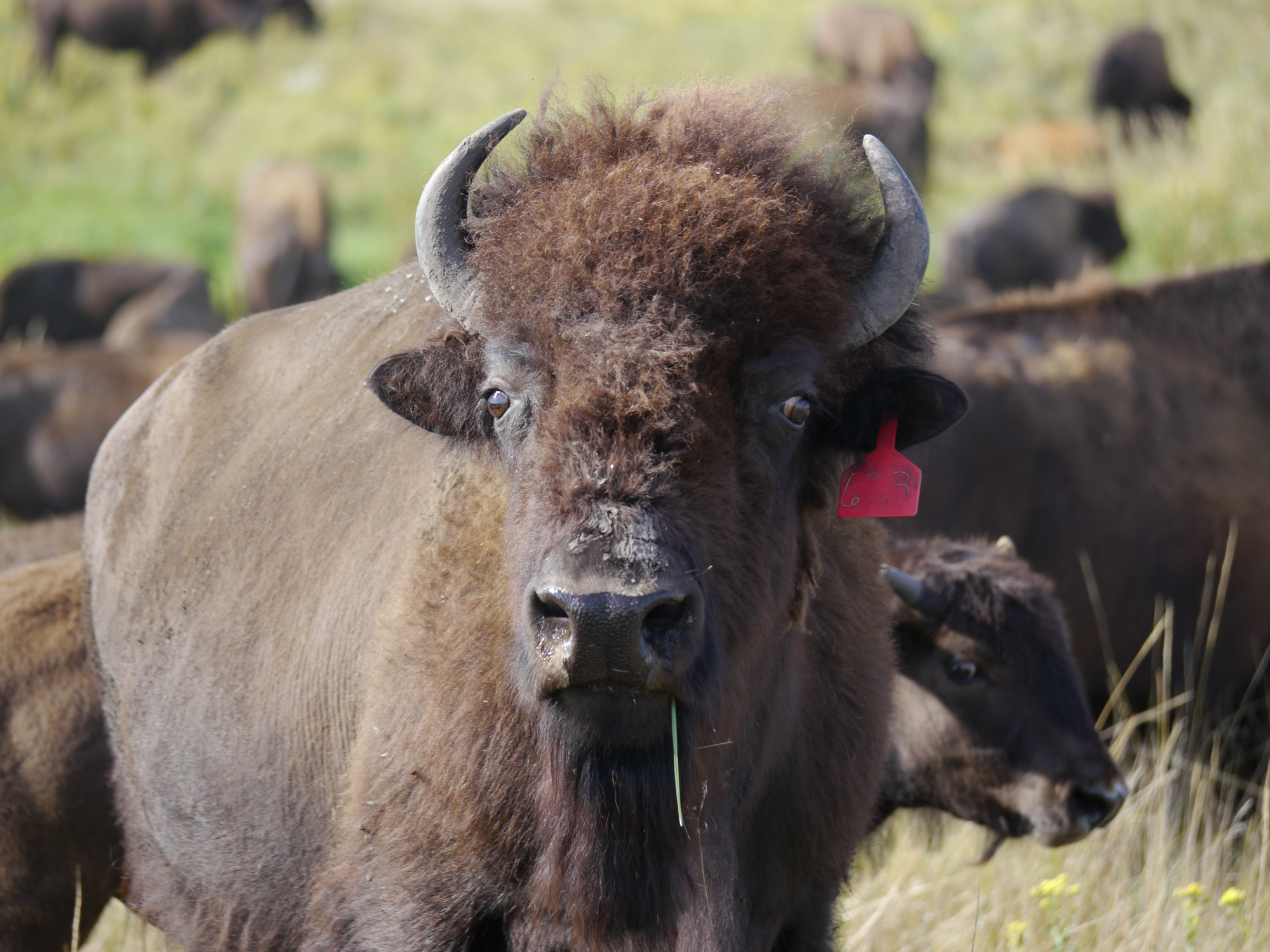 Bison. Photo © Matt Miller/TNC