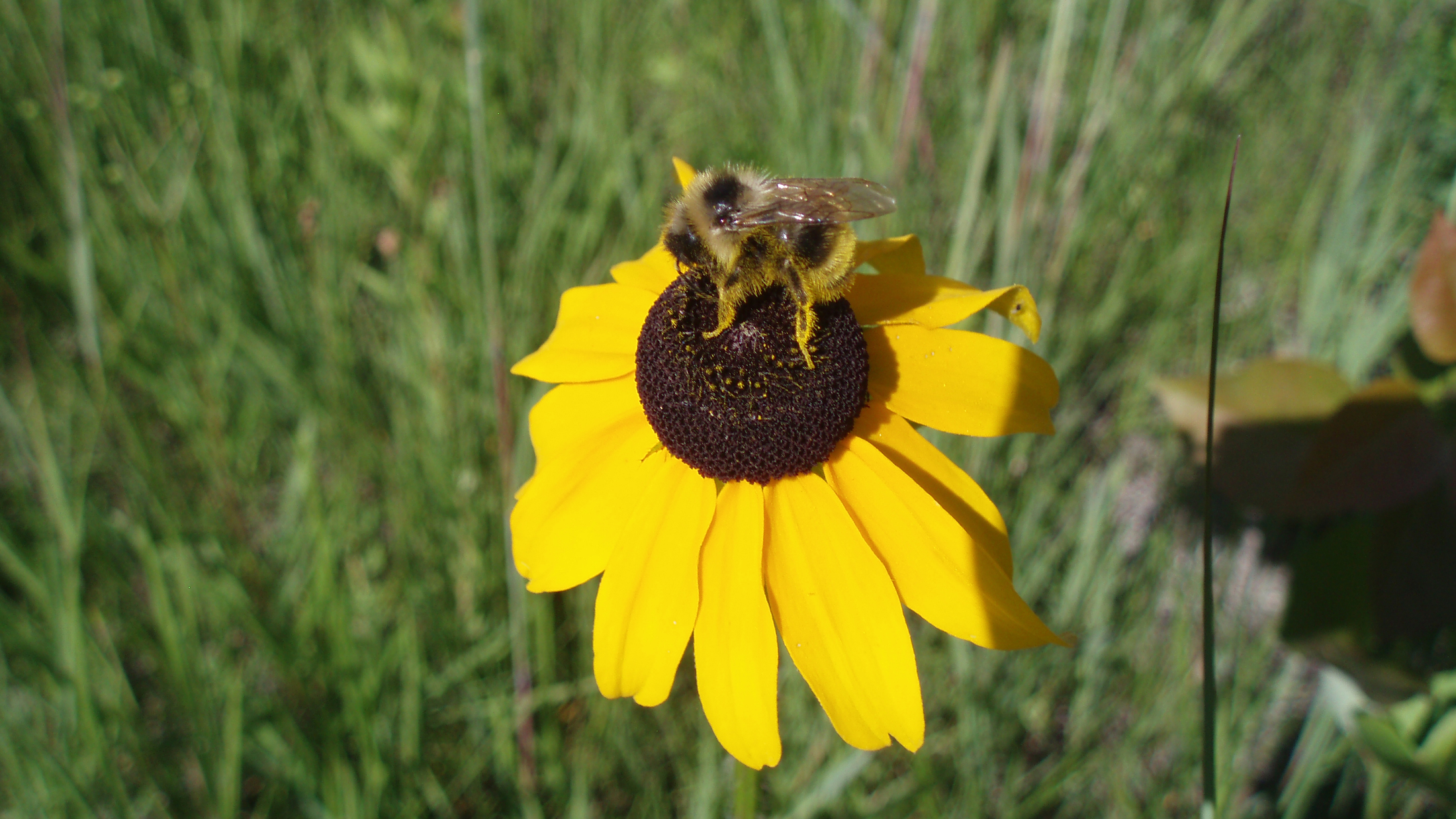 A bee on a black eyed Susan. Photo © Jonathan Eerkes
