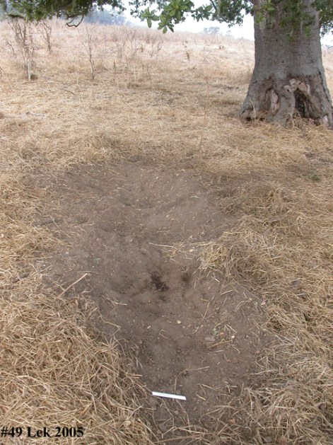 Mending Point Reyes, a Park Impaired by Invasive Mammals