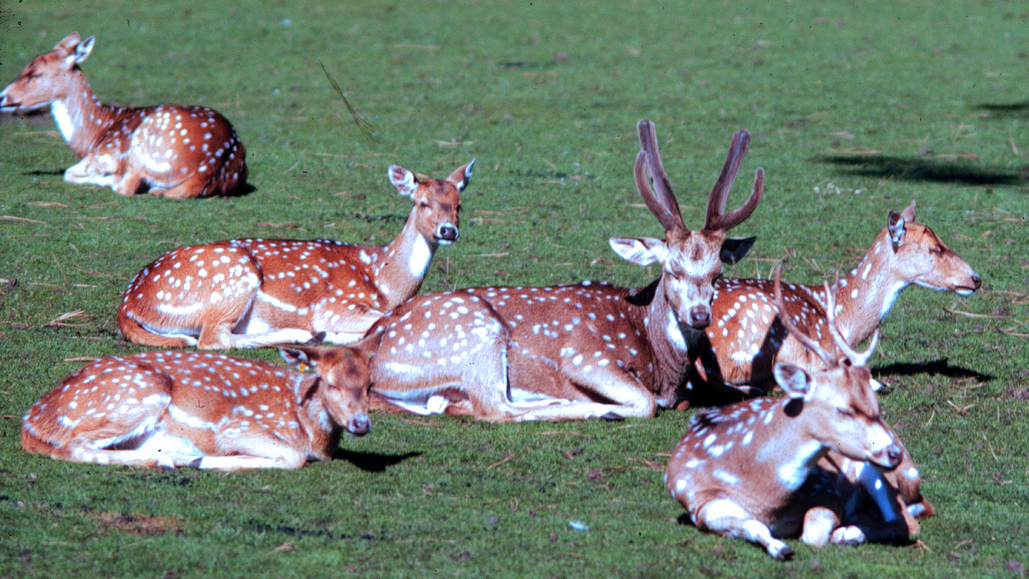 Axis deer. Courtesy of National Park Service