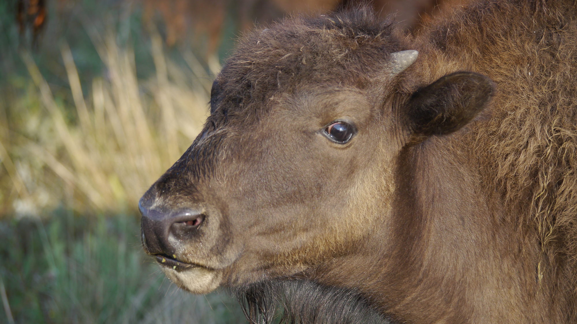 bison-calf