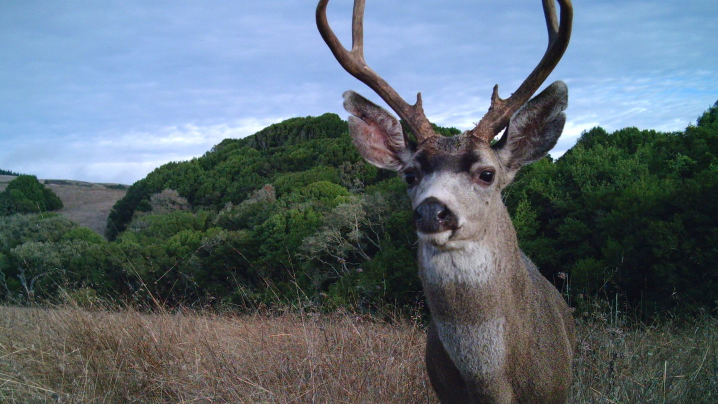 Black-tailed deer at Point Reyes National Seashore. Photo © Tim Bernot, National Park Service