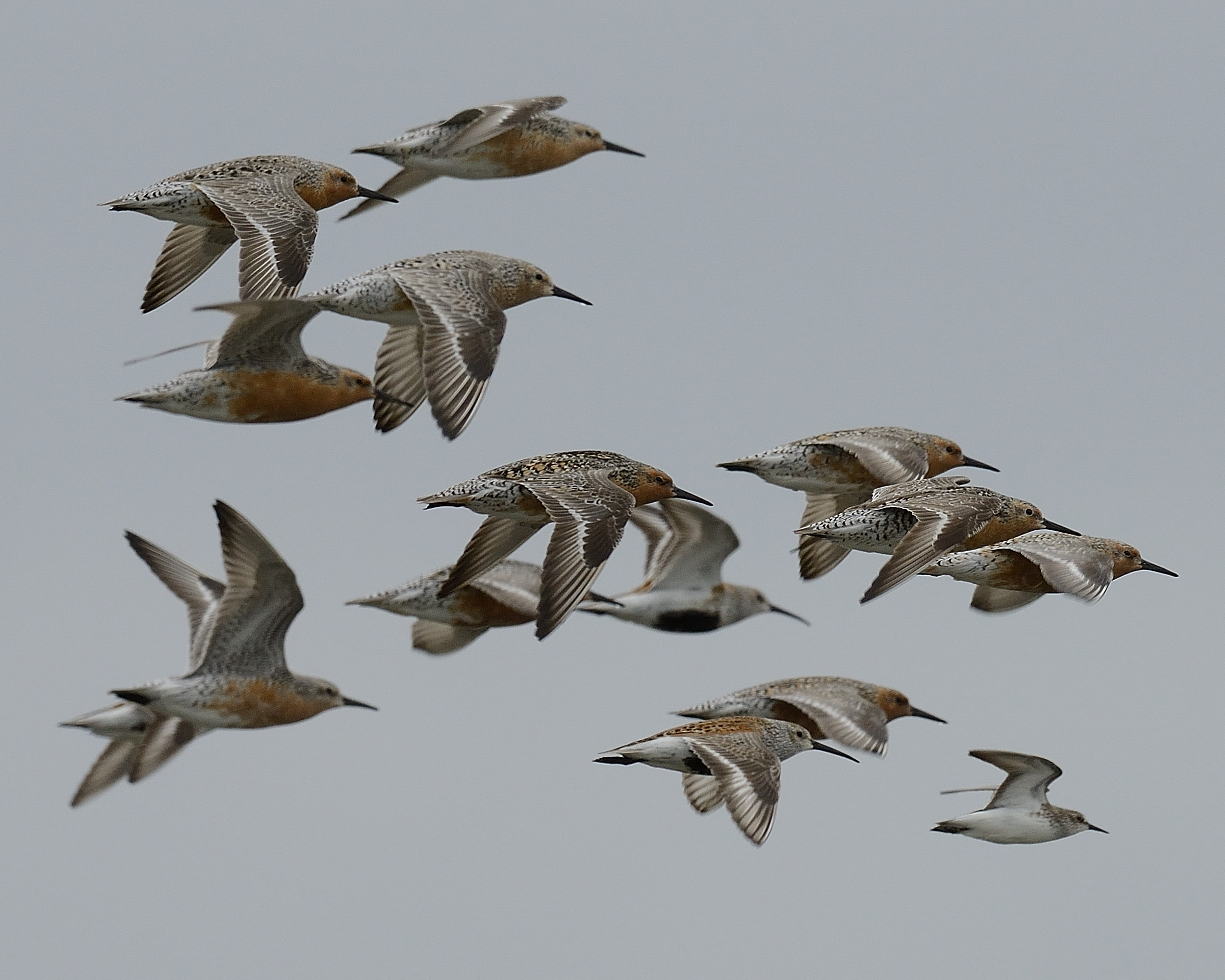 Red knots. Photo © M.J. Kilpatrick