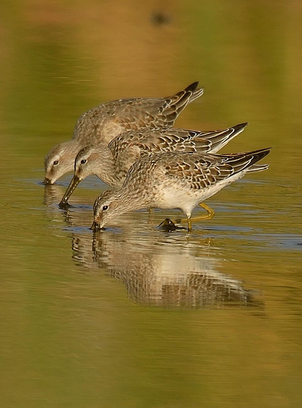 Stilt sandpipers. Photo © M.J. Kilpatrick