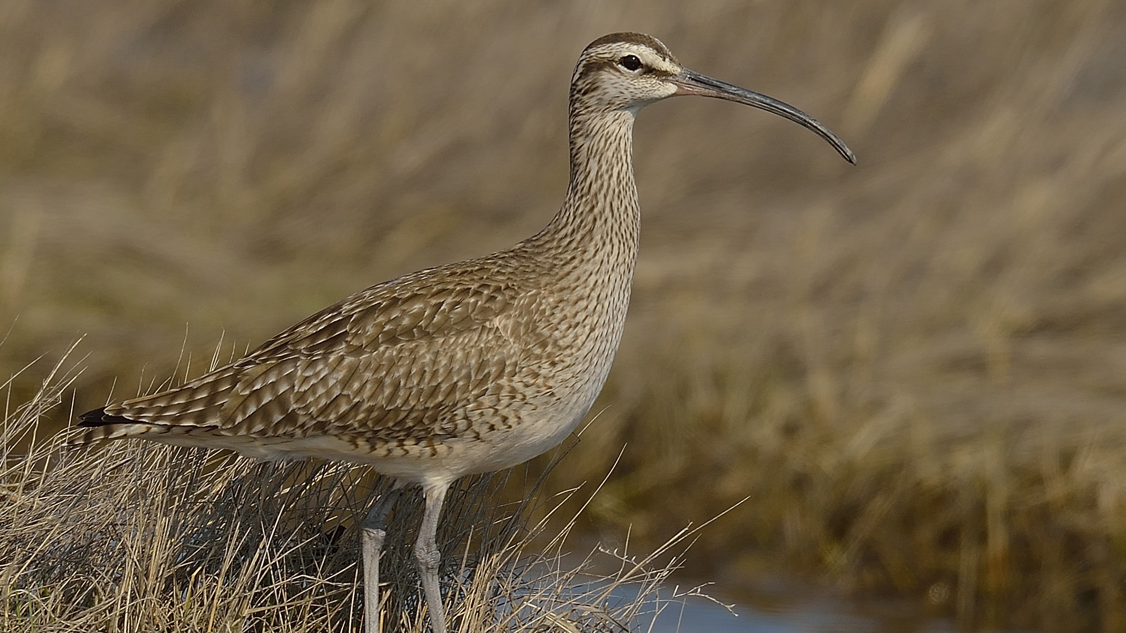 Shorebirds Are Still Being Hunted, Often Legally - Cool Green Science
