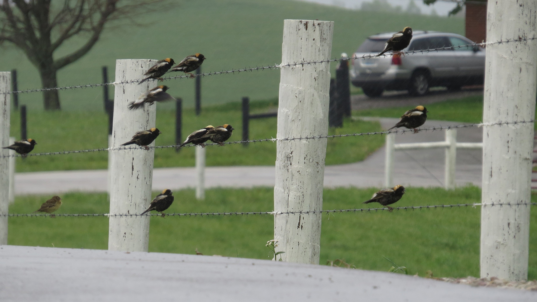 Bobolinks. Photo © Brian Wulker / Flickr through a Creative Commons license