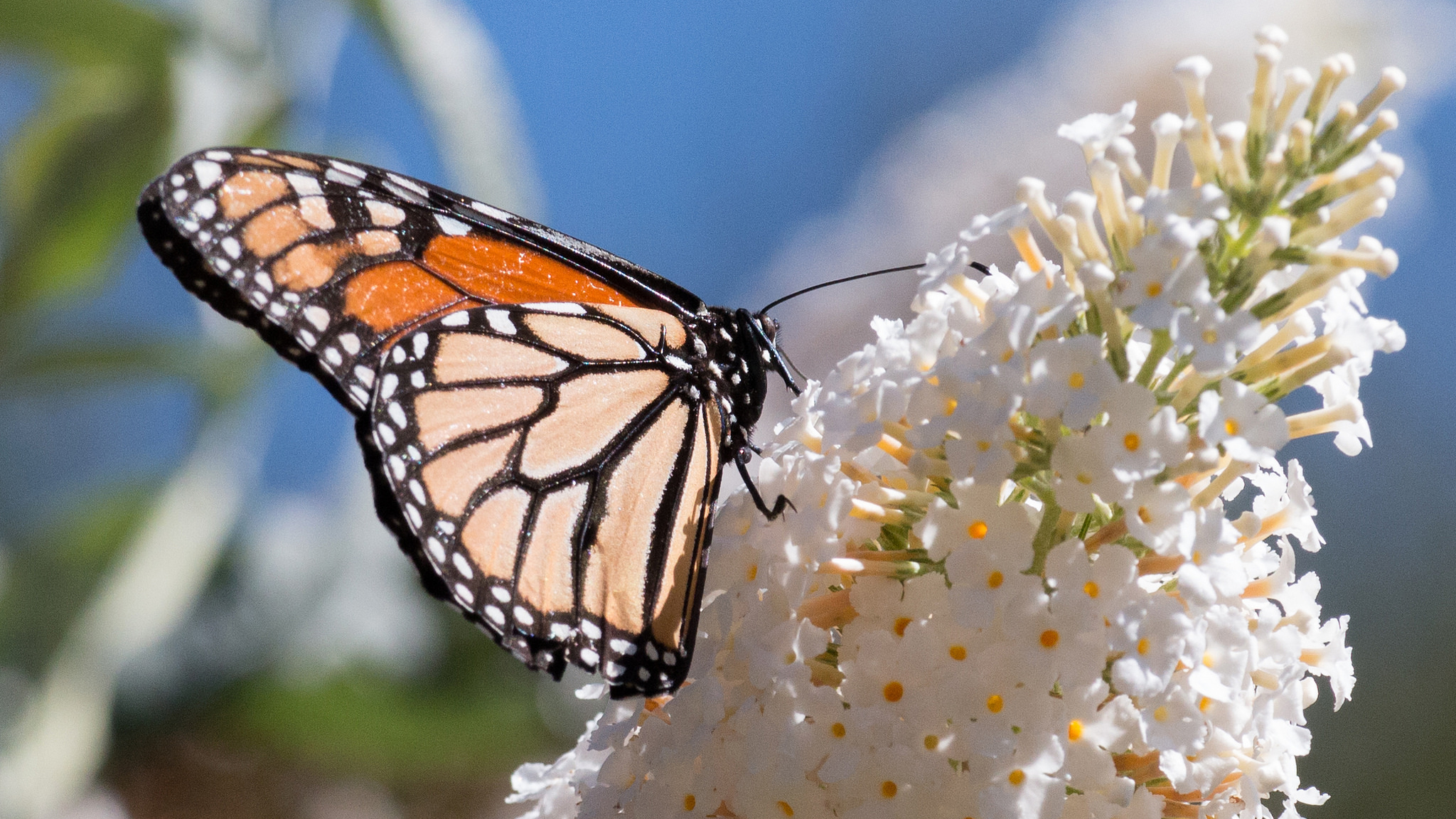 A monarch butterfly on the UCSC Farm. Photo © Lee Jaffe/Flickr through a Creative Commons license