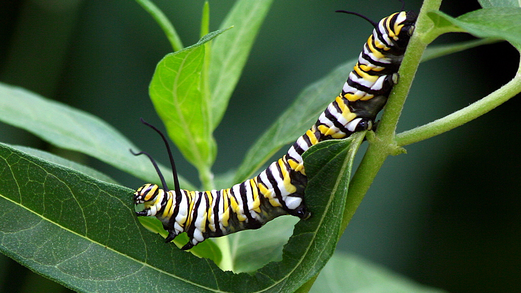 A Monarch butterfly caterpillar feeding on the leaves of a milkweed plant. Photographed at the Grapevine Botanical Gardens. Photo © TexasEagle/Flickr through a Creative Commons license
