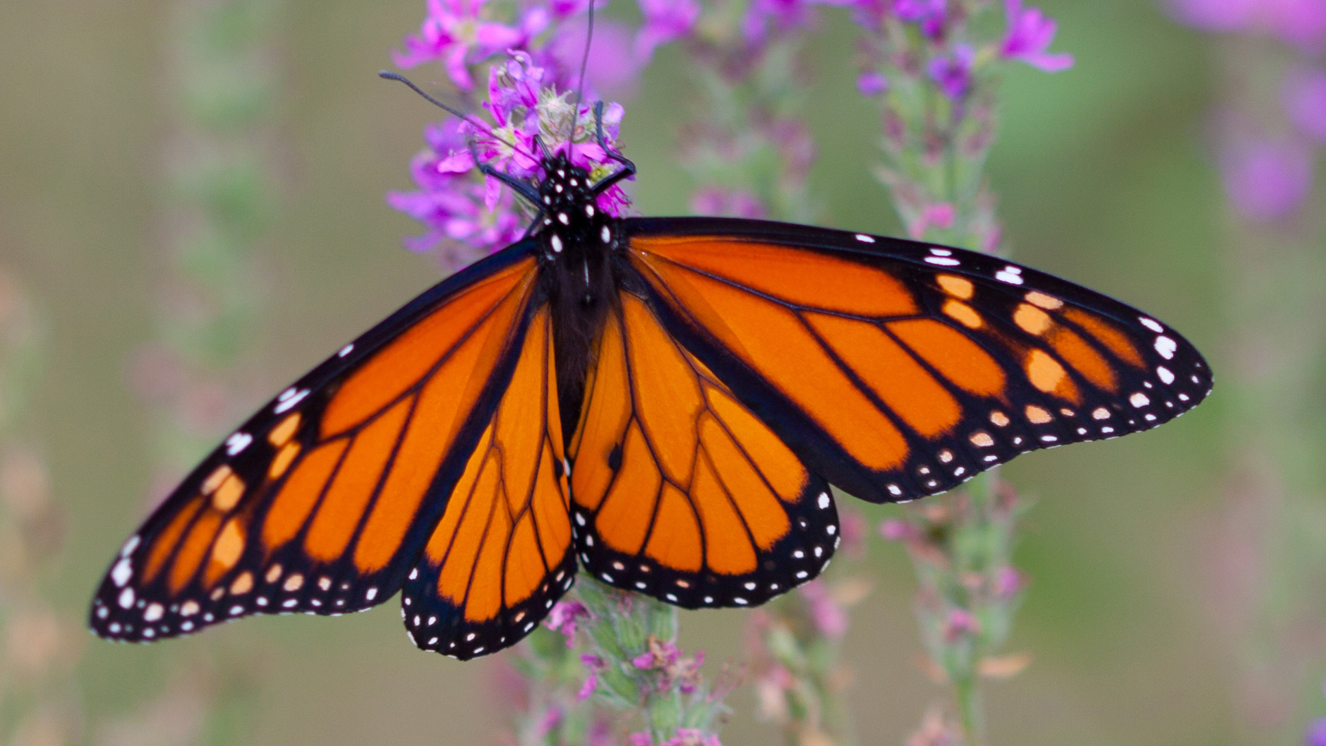 Eastern Monarch Butterfly Population Holds Steady