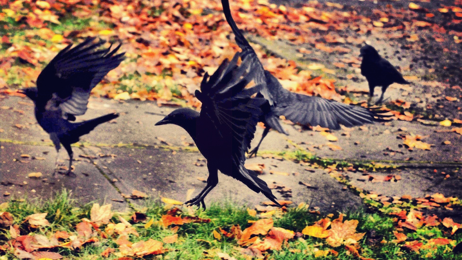 Why Do Crows Chase Eagles?