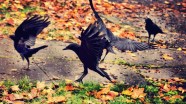 A Surprising Look At Crow Family Life Cool Green Science