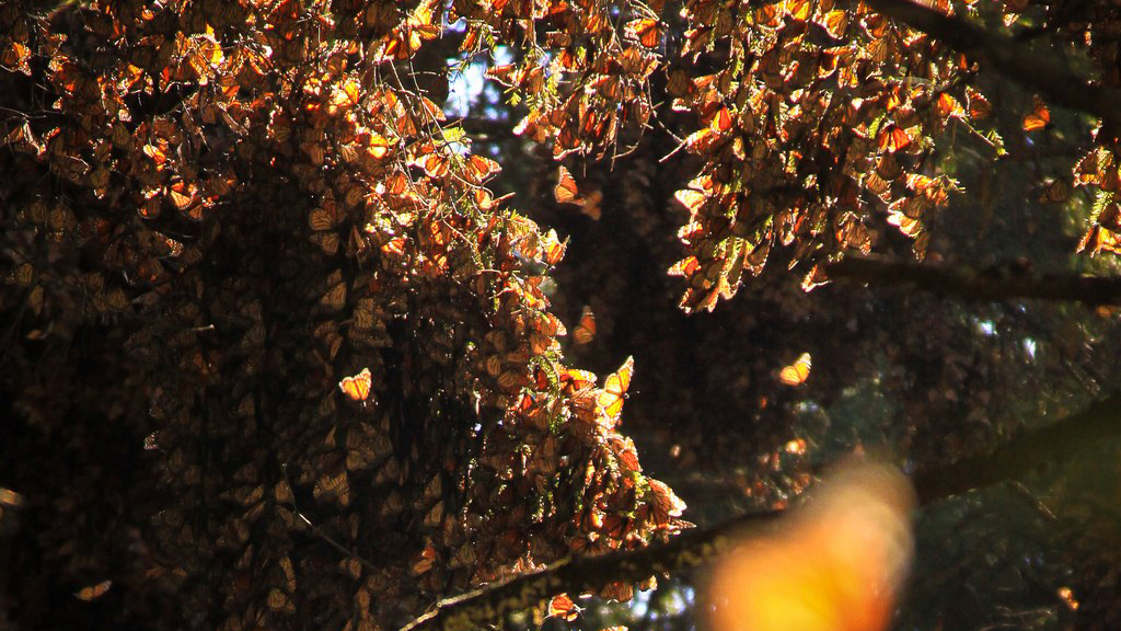 Look close, those aren't leaves or flowers. These trees are packed with monarch butterflies. Photo © escalepade/Flickr through a Creative Commons license