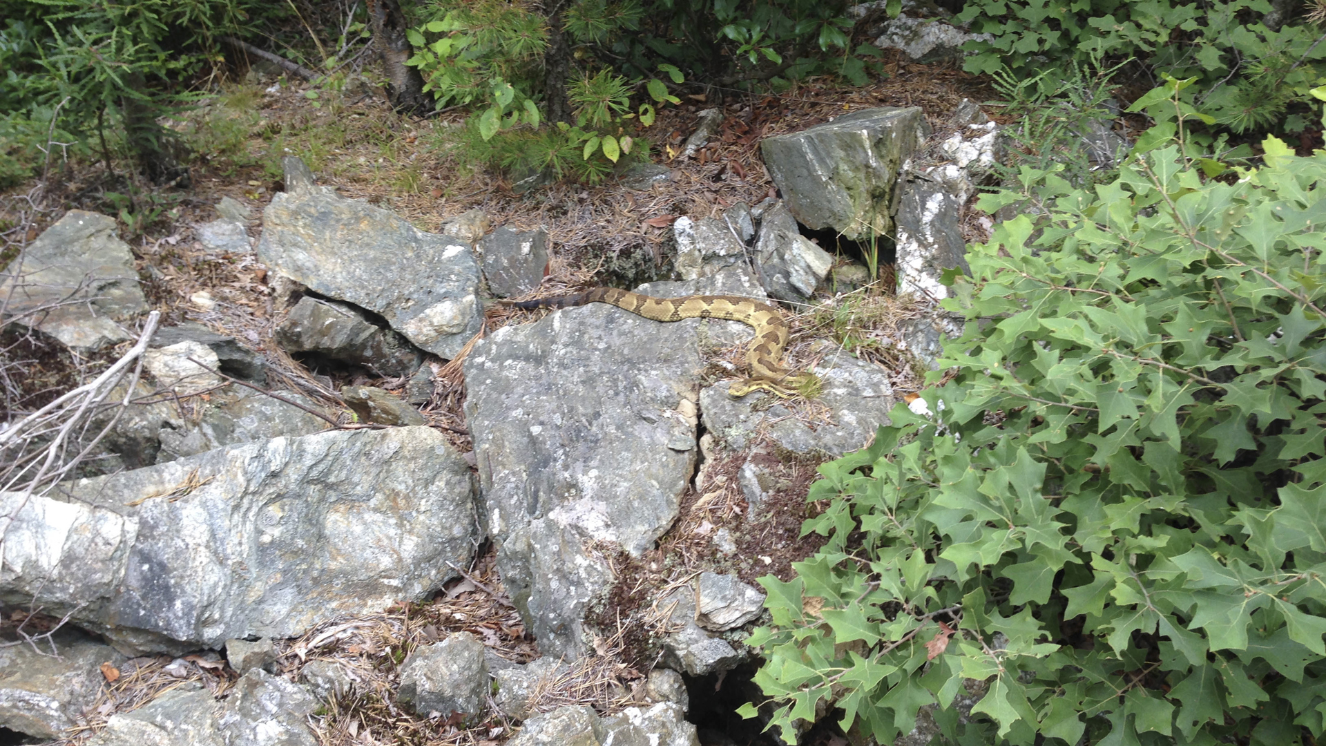 Timber rattlesnake emerging to bask. Photo © Tom Tyning