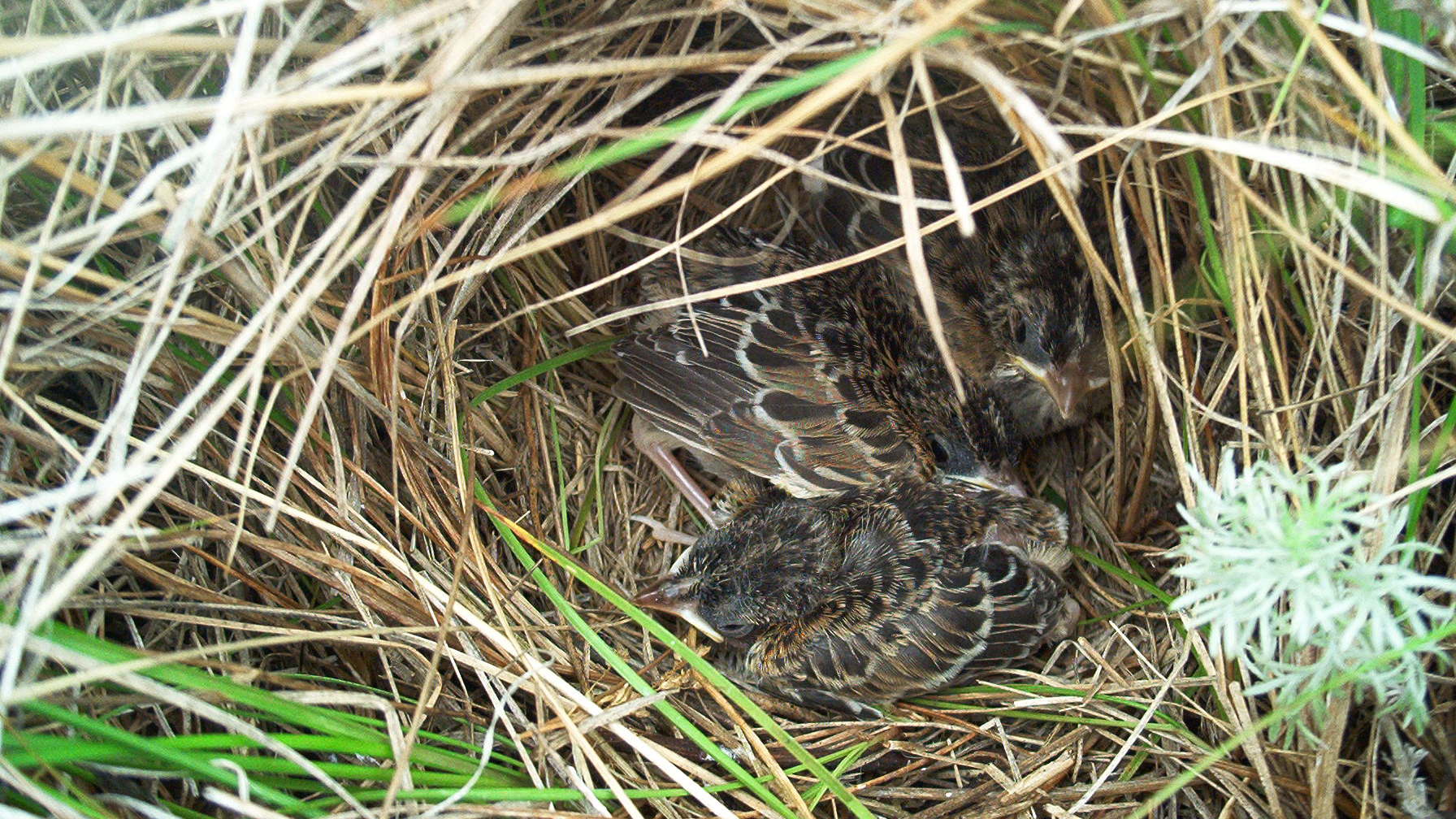 Photo © The Nature Conservancy (Marissa Ahlering)