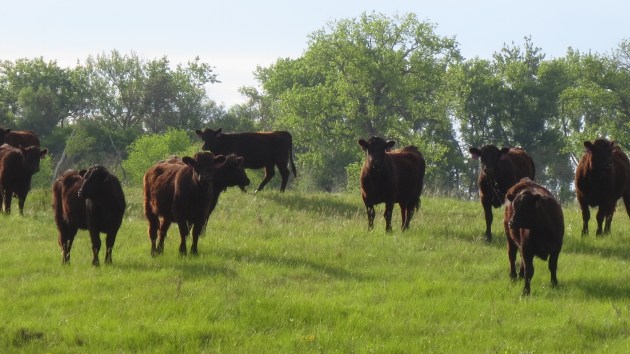 Cows and Grassland Birds: Can They Get Along? - Cool Green Science