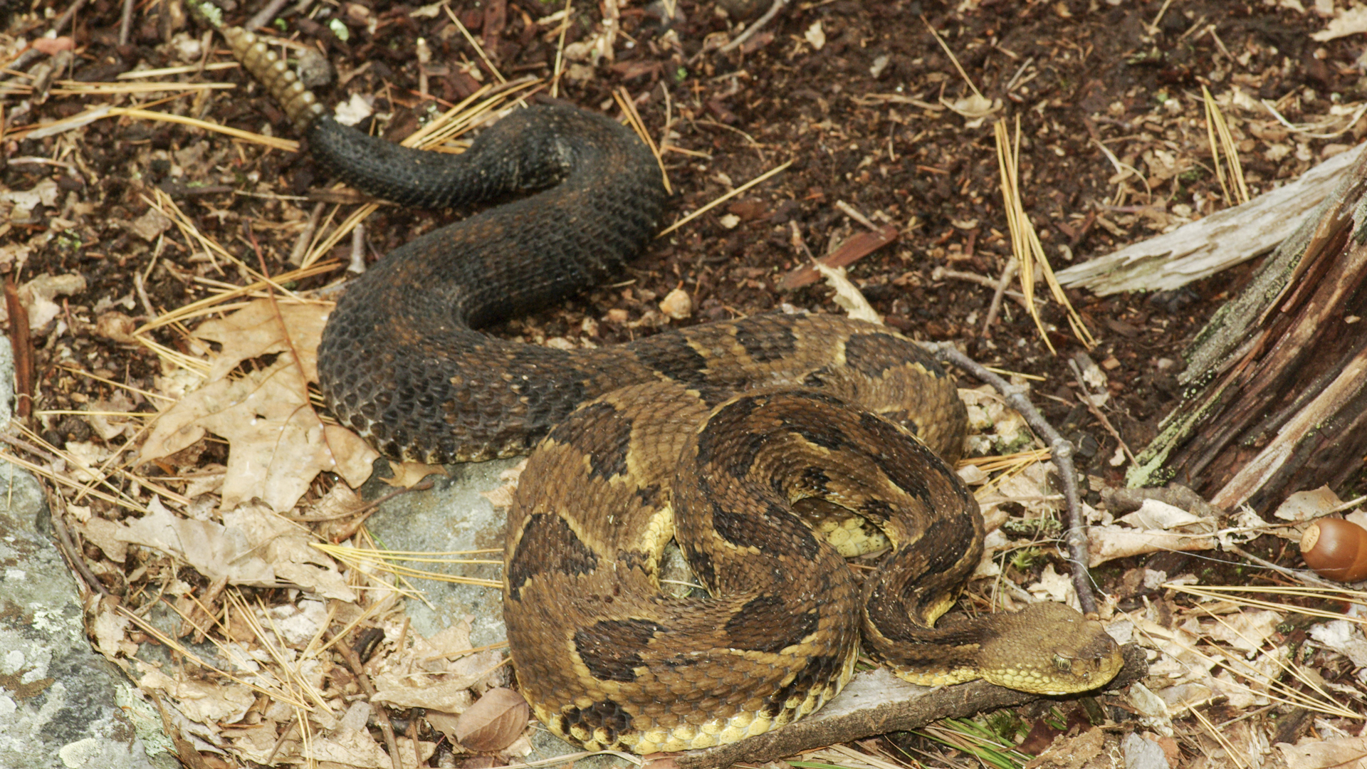 Yellow morph. Photo © Tom Tyning