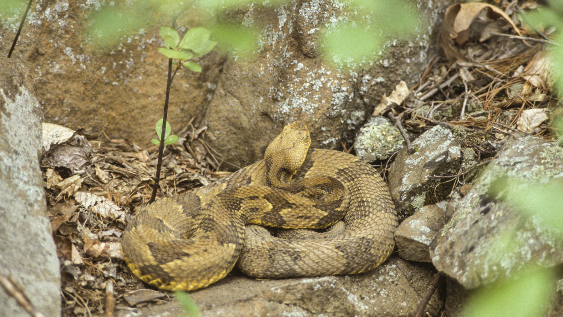 Yellow morph basking. Photo © Tom Tyning