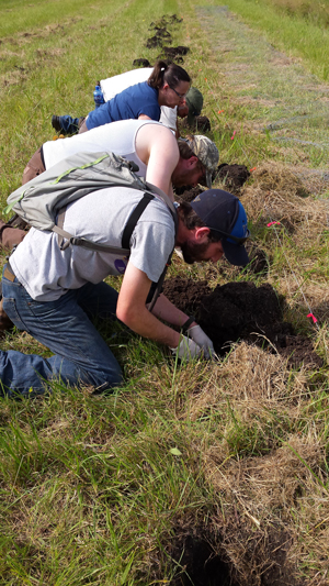 Burying more beetles. Photo © St. Louis Zoo