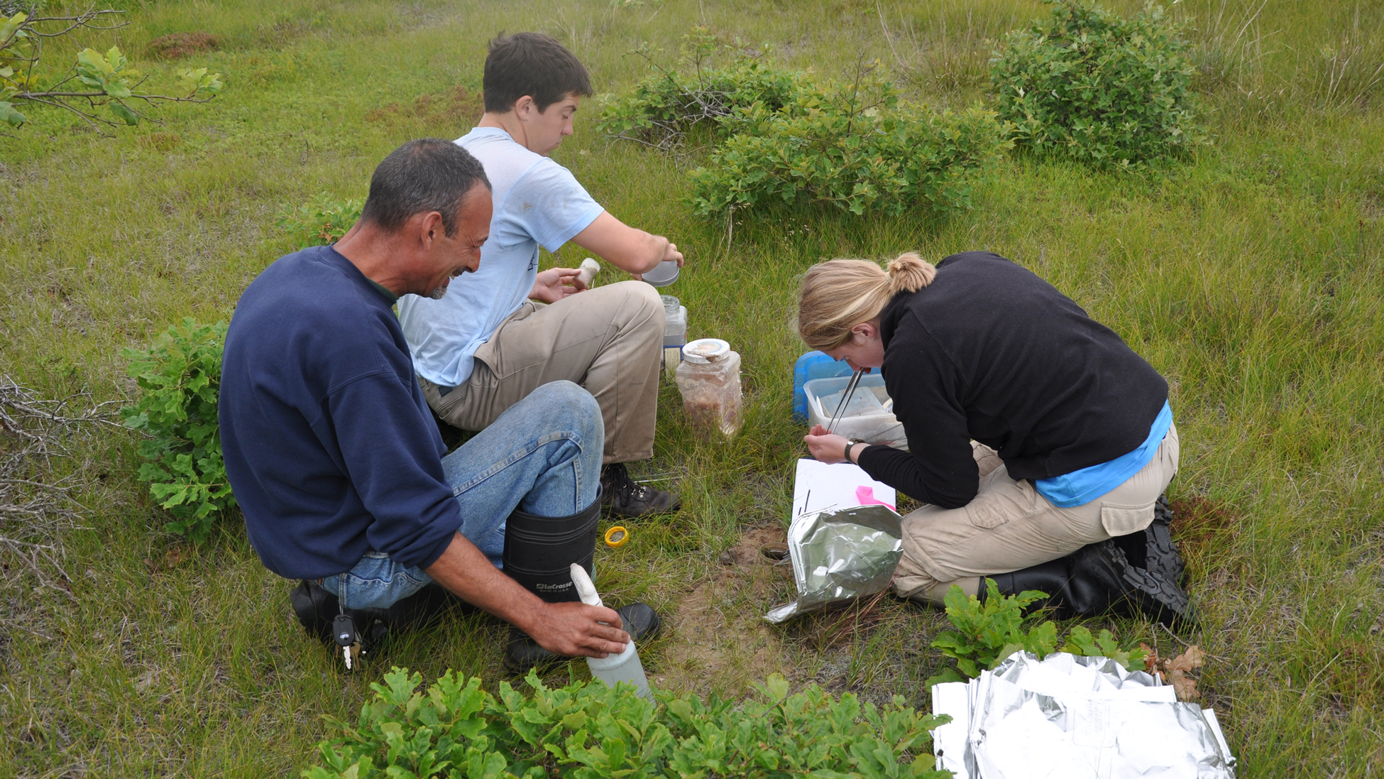 American burying beetle restoration in Nantucket. Photo © Roger Williams Park Zoo