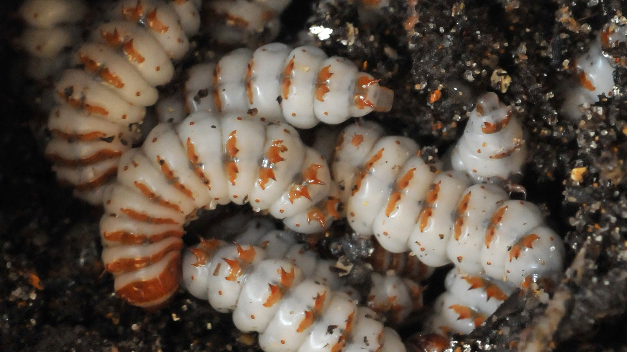 American Burying Beetle larvae. Photo © Marian Brickner courtesy of the St. Louis Zoo