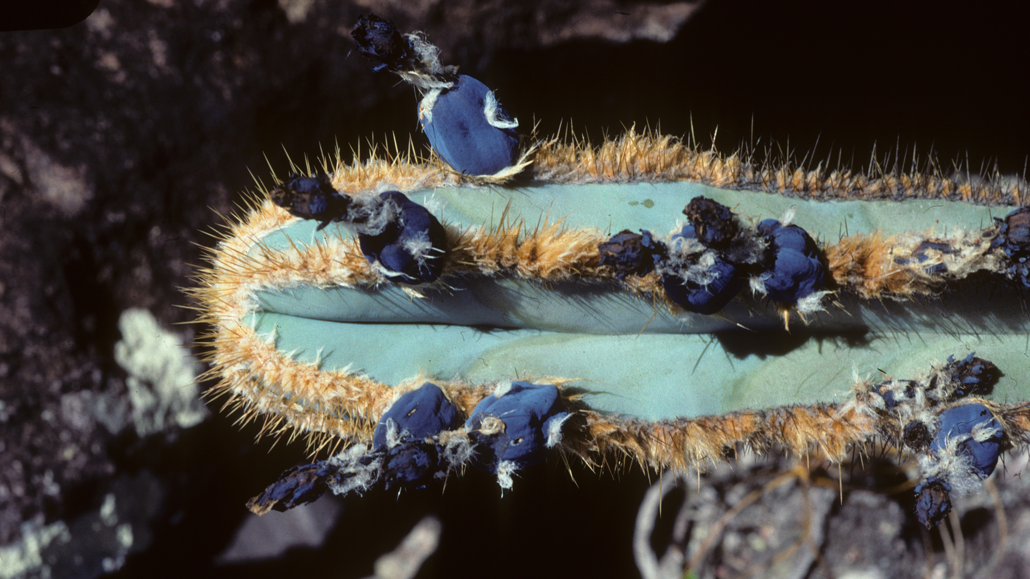 Cipocereus laniflorus. Photo © Nigel Taylor