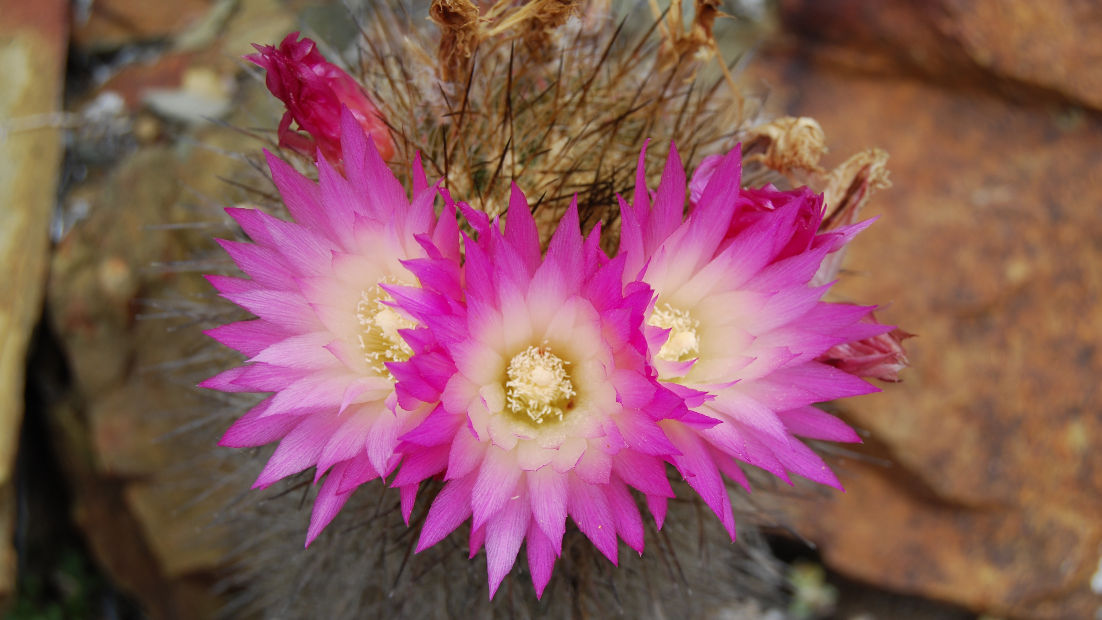 Eriosyce chilensis. Photo © Pablo C. Guerrero