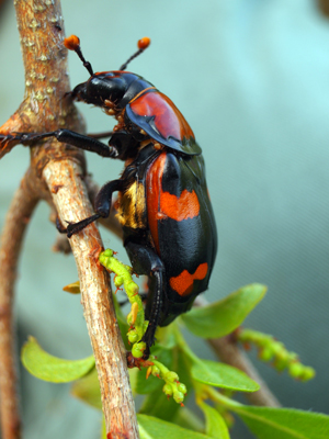 American Burying Beetle. Photo © Christopher Raithel