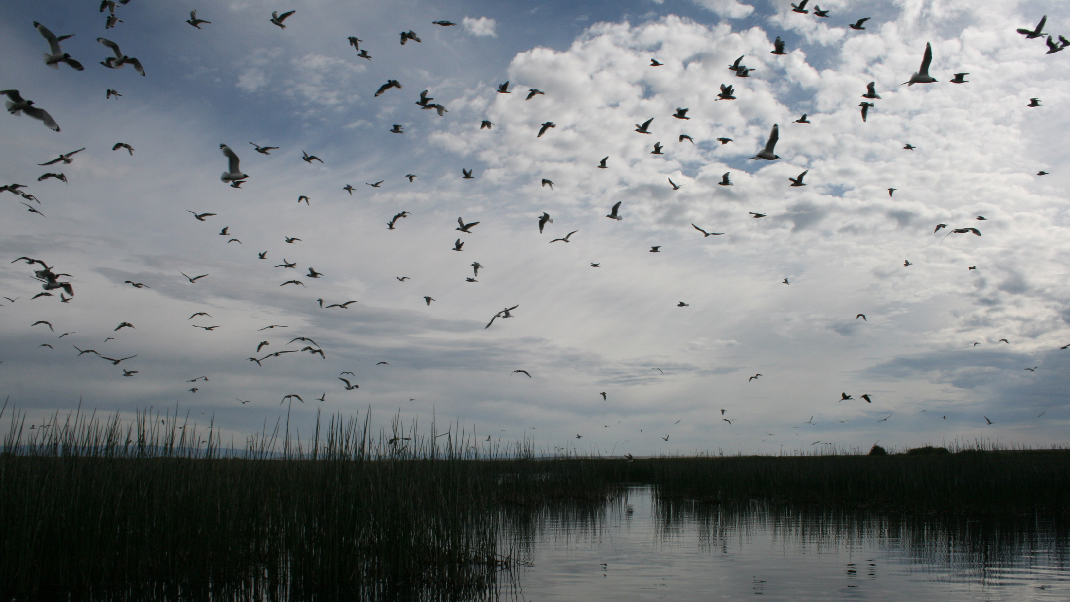 Ibis in the air. Photo © Kris Millgate, tightlinemedia.com